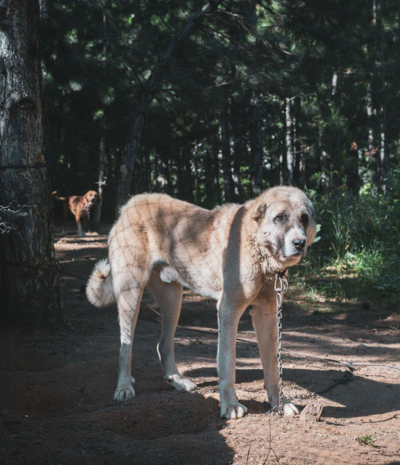 Kangal - Dog Has the Strongest Bite